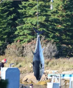 Atlantic Bluefin Tuna thumbnail 1