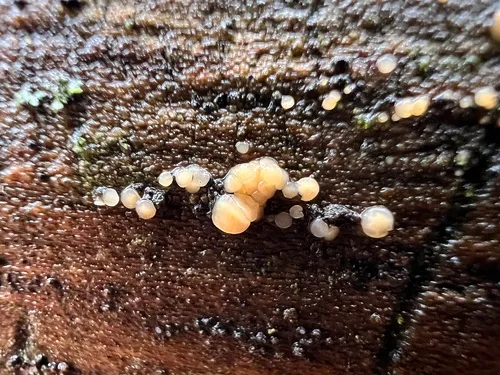 Bisporella subpallida