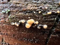 Bisporella subpallida thumbnail 1