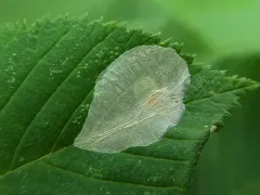 Phyllonorycter tritaenianella thumbnail 4