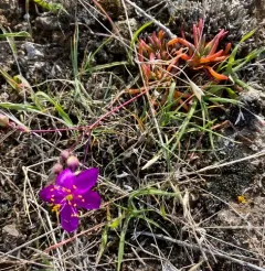 Spiny Fameflower thumbnail 4