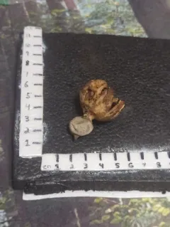 Beaked Earthstar thumbnail 3