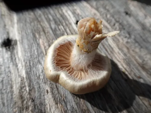 Cortinarius albidipes