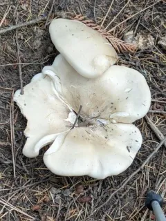 Giant Funnel thumbnail 2