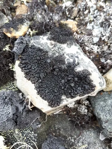 Rock Grubs