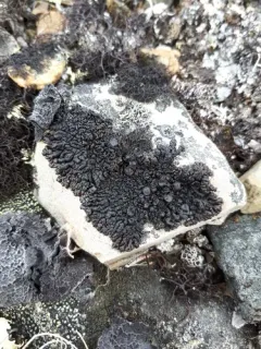 Rock Grubs thumbnail 1