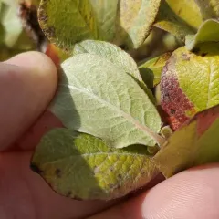 Barratt's Willow thumbnail 2