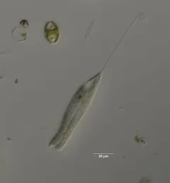 Peranema trichophorum thumbnail 1