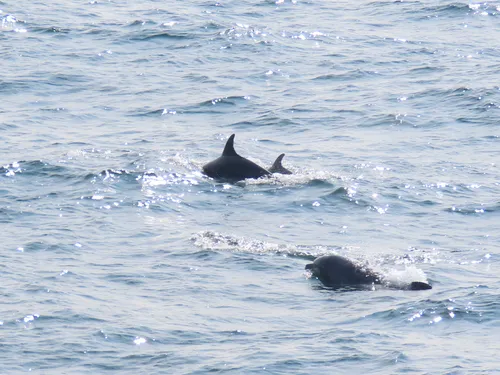 Common Bottlenose Dolphin