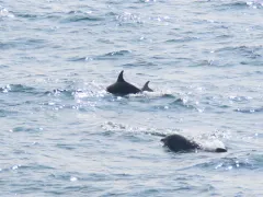 Common Bottlenose Dolphin thumbnail 1