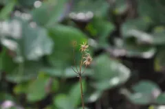 Isle Royale Ragwort thumbnail 2