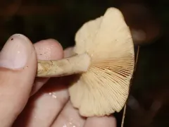 pap milkcap thumbnail 1