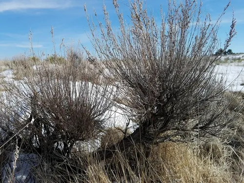 sand sagebrush