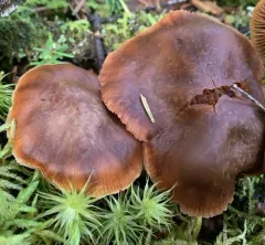 Cortinarius illuminus thumbnail 4