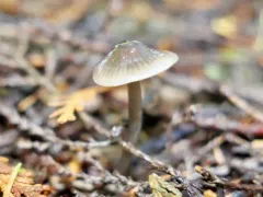 Mycena quiniaultensis thumbnail 3