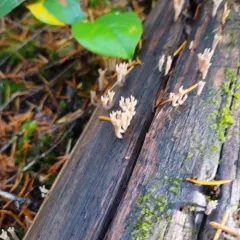 Artomyces cristatus thumbnail 3
