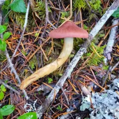 Cortinarius smithii thumbnail 3