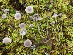 Mycena atroalboides thumbnail 4