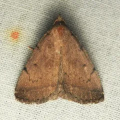 Pine Barrens Fan-foot thumbnail 4