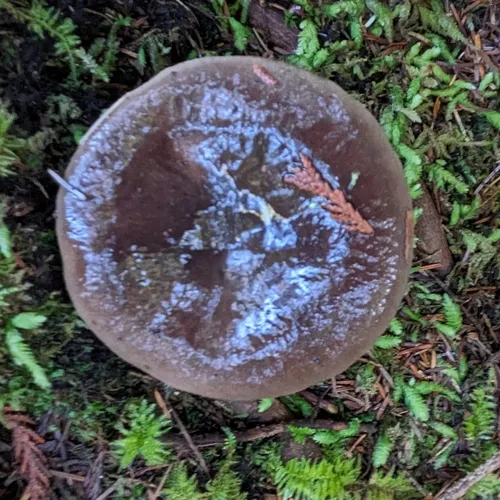 Kauffman's Milk Cap