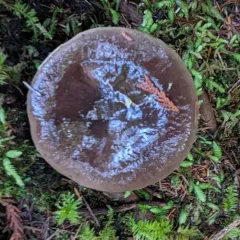 Kauffman's Milk Cap thumbnail 1