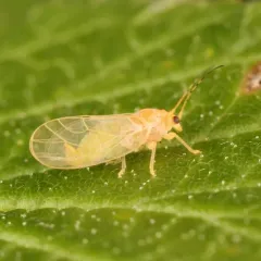 Cacopsylla annulata thumbnail 3