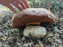 California Satan's Bolete thumbnail 3