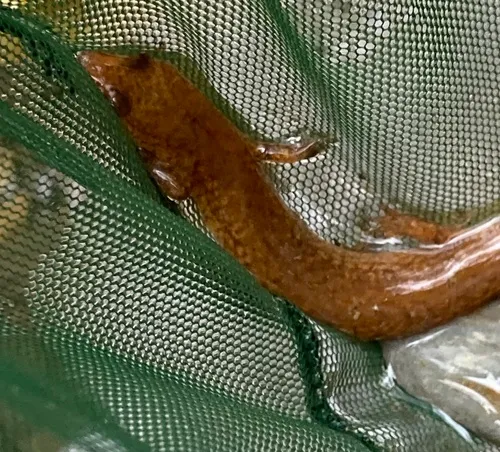 Spring Salamander