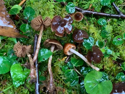 Cortinarius umbrinolens