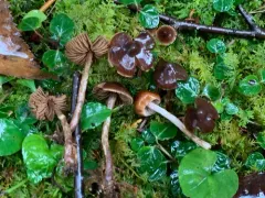 Cortinarius umbrinolens thumbnail 1