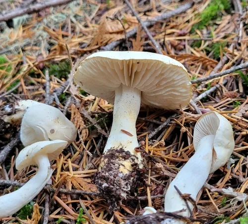 Tricholoma platyphyllum