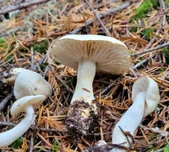 Tricholoma platyphyllum thumbnail 1