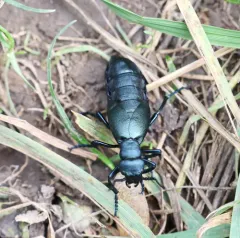 Meloe campanicollis thumbnail 1
