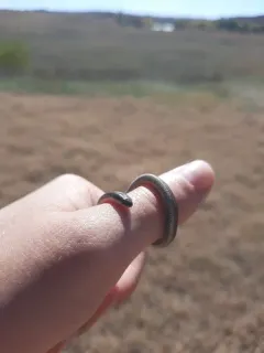 Lined Snake thumbnail 4