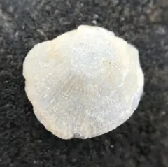 Prickly Jingle thumbnail 3