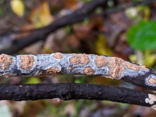 Peniophora pseudoversicolor