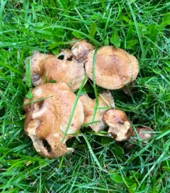 Armillaria solidipes thumbnail 4