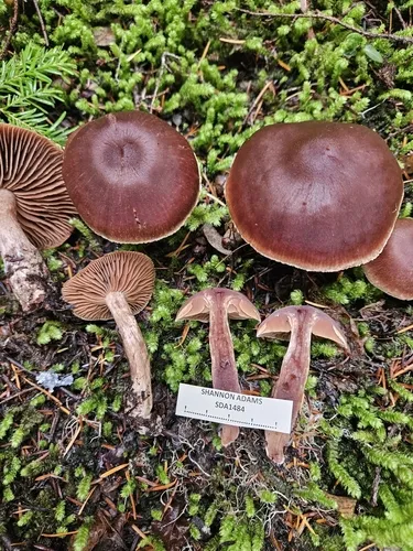 Cortinarius clarobrunneus