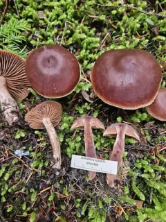 Cortinarius clarobrunneus thumbnail 1