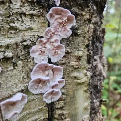 Silverleaf Fungus thumbnail 5