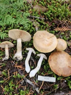 Thaxterogaster pinophilus thumbnail 3