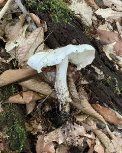Tricholoma subresplendens thumbnail 3
