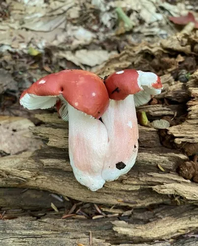 Russula peckii