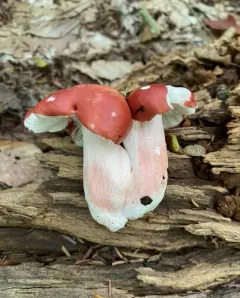 Russula peckii thumbnail 1