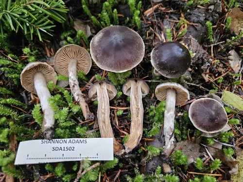 Cortinarius heterodepressus