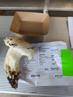 Hygrophorus fragrans thumbnail 3