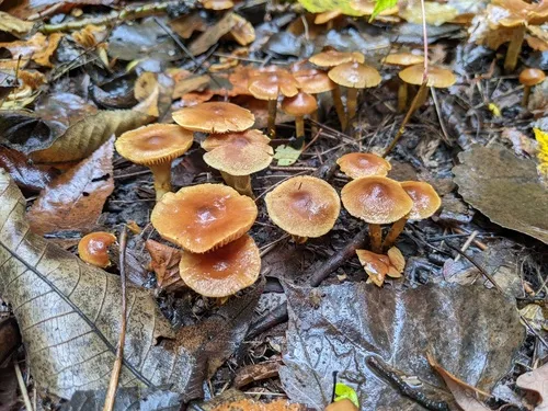 Cortinarius paludosaniosus