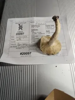 Russula pallescens thumbnail 2