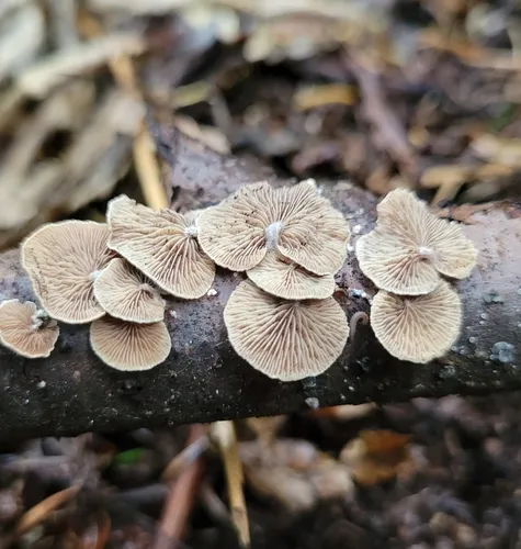 wood oysterling