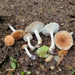 Bitter Brown Leucopax thumbnail 4